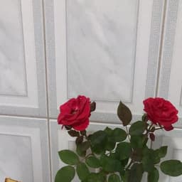 Logo de Marido De Aluguel